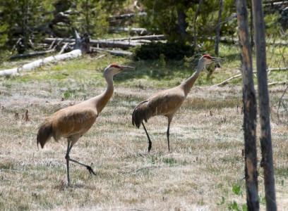 Sandhill Cranes