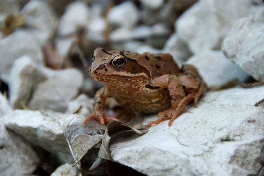 Frosch bei Schotterriese